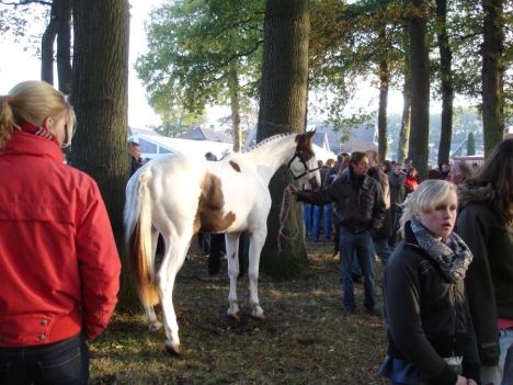 zuidlaardermarkt Horse fair art 28