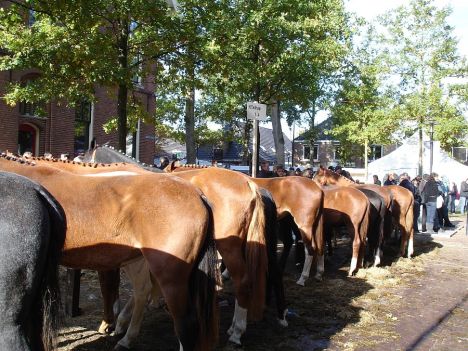 zuidlaardermarkt Horse fair art 60