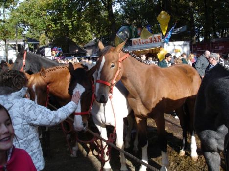 zuidlaardermarkt Horse fair art 61