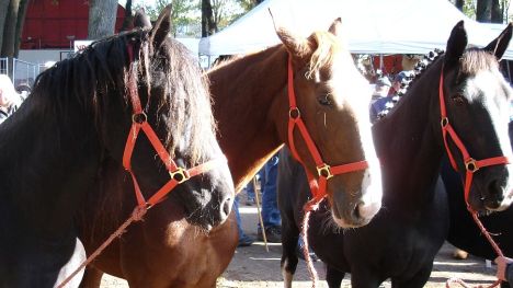 zuidlaardermarkt Horse fair art 63