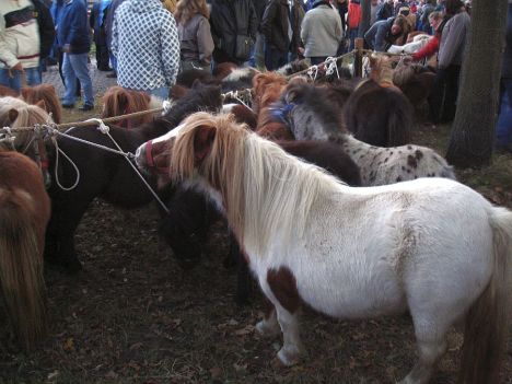 zuidlaardermarkt Horse fair art 8