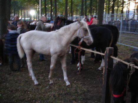 zuidlaardermarkt Horse fair art 9
